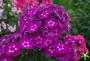 PHLOX - Brumarele - imagine 74280